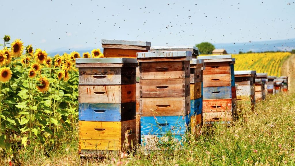 včely u včelínu