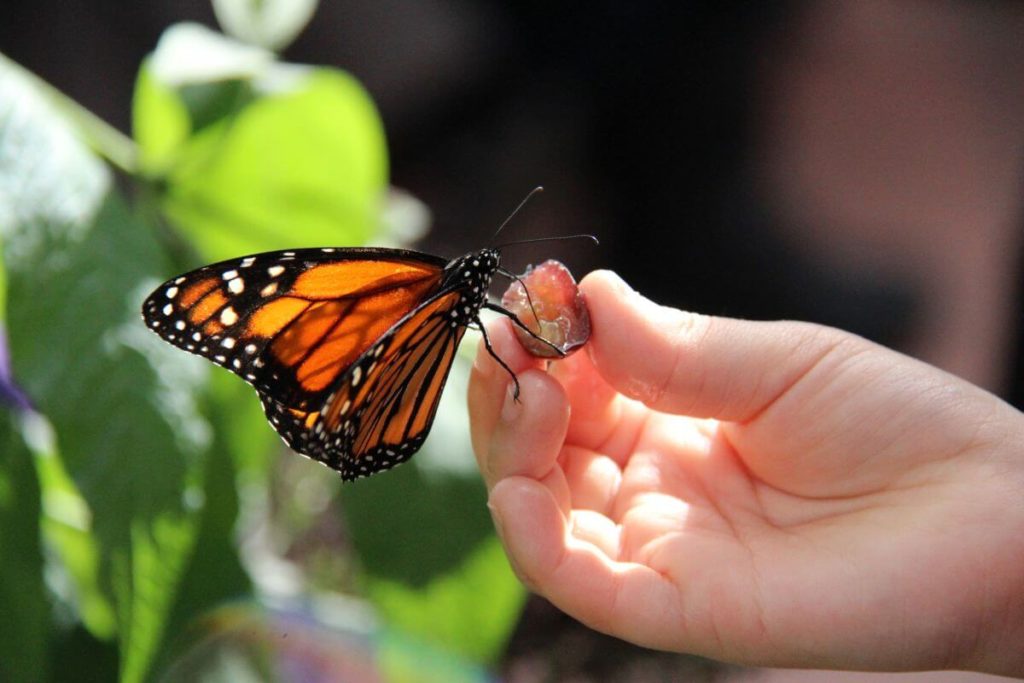 dětská ruka podáva polku hrozna motýli