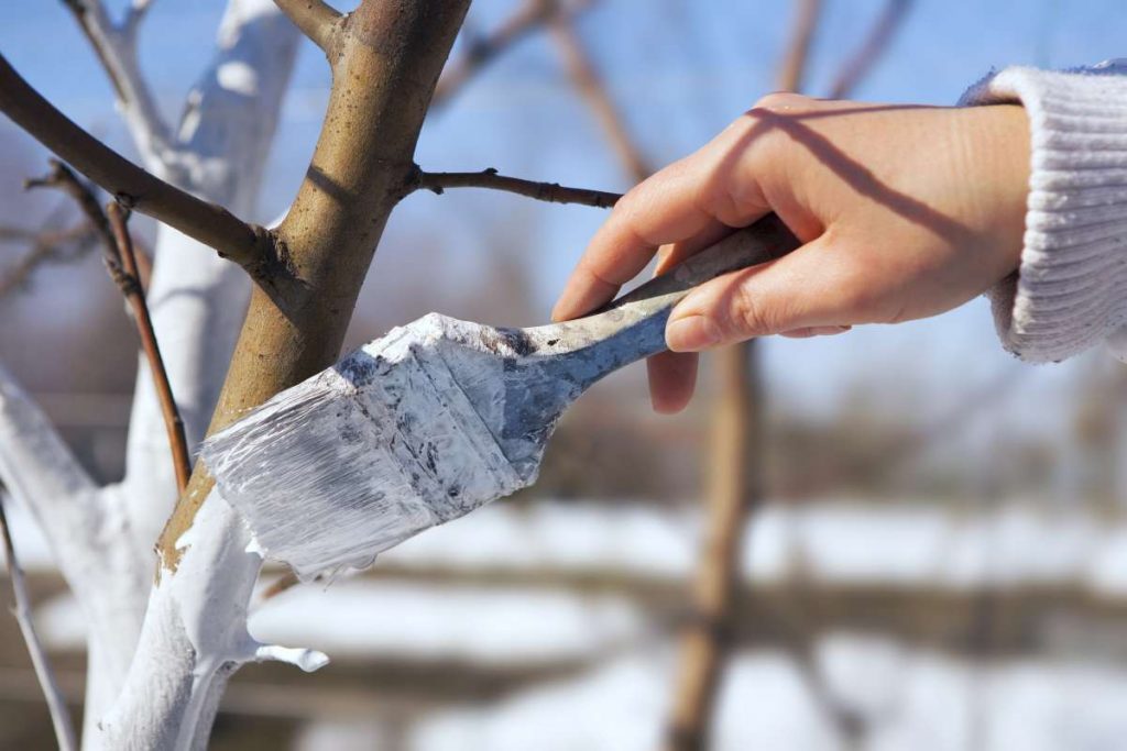 ženská ruka natiera strom bielou farbou na znak prichádzajúcej zimy